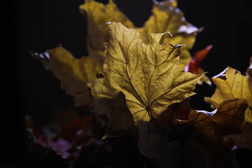 Close-Up of Autumn Maple Leaves in Warm Light