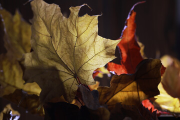 Autumn Leaves Backlit by Sunlight Creating Warm, Vibrant Colors in Fall Nature Scene