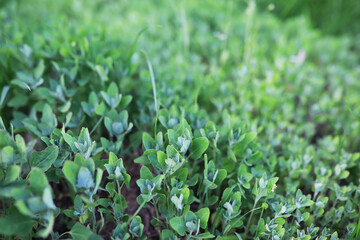 Lush Green Ground Cover Plants in a Garden with Fresh Morning Dew