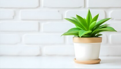Fototapeta premium A studio shot features a small green plant in a pot, set against a white brick wall