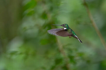 Frontal shot of a Fire throated Hummingbird feeding on a foxglove flower in a cloud forest garden in Costa Rica