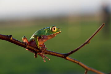 Super tiger-leg monkey tree frog (Phyllomedusa tomopterna), Alajuela, Costa Rica