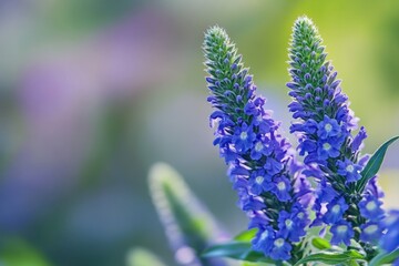 Fototapeta premium Close-Up of Beautiful Veronica Flower Spikes with Vibrant Blue Blooms in a Lush Summer Garden Background