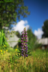 Vibrant Lupine Flower in Green Meadow with Clear Blue Sky on Sunny Day