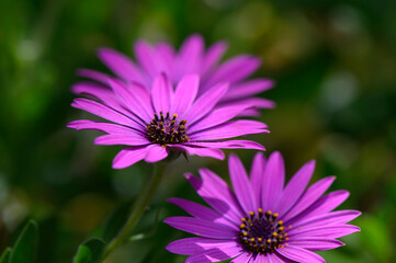 Fototapeta premium Vibrant purple flowers bloom in a sunny garden during spring, showcasing nature's beauty and vitality alongside lush greenery