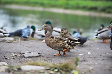 Group of Ducks by Riverside on a Sunny Day