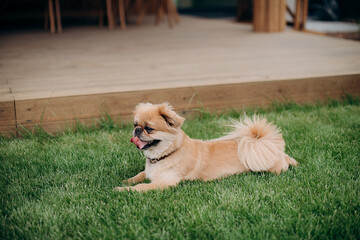 A light red Pekingese lying comfortably on the grass, enjoying a calm moment in a peaceful outdoor setting