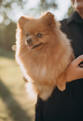 A close-up portrait of a red spitz being held under the arm by its owner. The dog looks calm and...