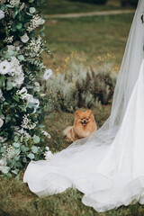 A reddish Pomeranian sitting behind the bride and groom, resting in their shadow during the wedding ceremony. The dog quietly observes the event, adding a peaceful touch to the moment