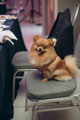 A reddish Pomeranian sitting on a chair at the banquet table, adding a charming and playful touch...