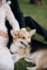 A rufous-black corgi lying next to the bride and groom as they sit on the grassy lawn during their wedding. The peaceful outdoor moment adds warmth and charm to the celebration