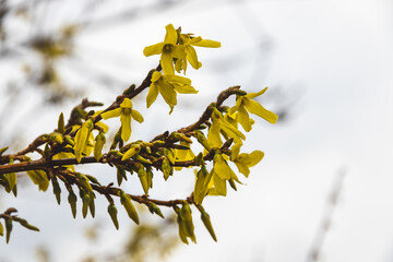 Yellow forsythia flowers against a blurred background. Sunny day in March.