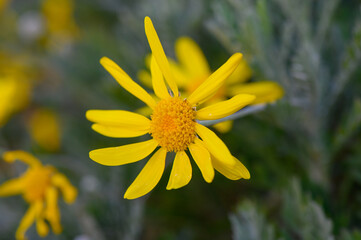 Bright yellow flowers bloom in a serene garden during the warm afternoon sun, showcasing nature's vibrant beauty