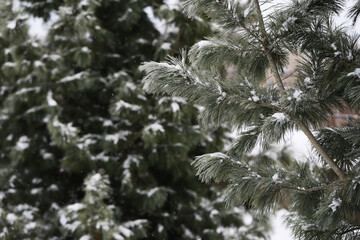 Obraz premium Close-Up of Snow-Covered Evergreen Branches in Winter Forest