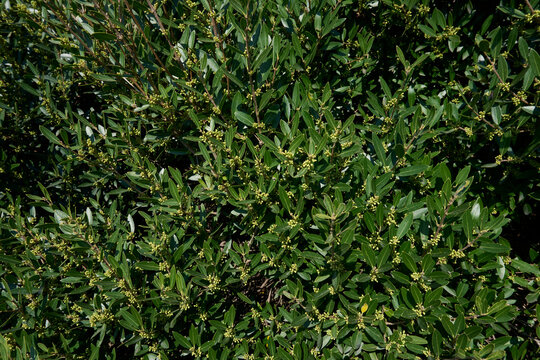 Phillyrea angustifolia shrub

