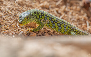 Lagarto ocelado