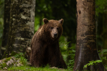 Fototapeta premium Braunbär in Slowenien
