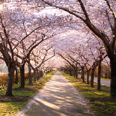 Naklejka premium 벚꽃길