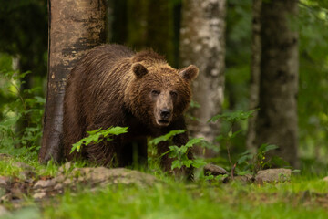 Braunbär in Slowenien