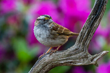 White throadted sparrow perched on a stump with a pink azalea