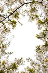 Blooming Cherry Blossom Frame Under Clear Sky - Tranquil Spring Nature Scene.
