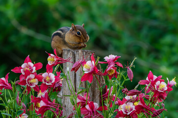 Chipmunk sitting on a tree stump with columbine flowers
