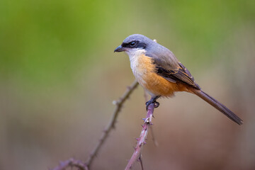 Fototapeta premium Grey-backed shrike