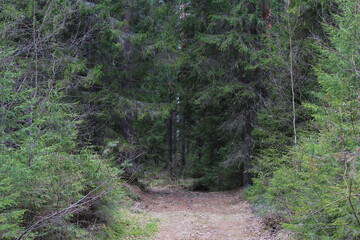 An old road in dense coniferous forests in mid-May