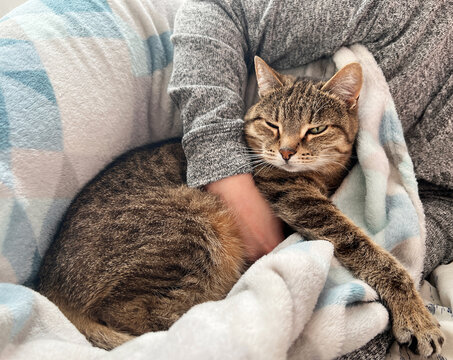 Calm and content tabby cat lying in cozy embrace within soft blanket. The cat appears relaxed and at ease, nestled in the arms of person, pet love and care