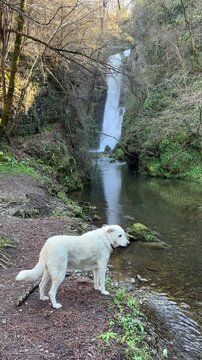 The Fermona Waterfall in Ferrera di Varese with a Maremma Sheepdog in front, Lombardy, Italy