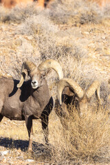 Desert Bighorn Sheep Rams in the Nevada Desert in Winter