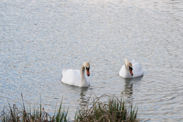  White Swan on the lake. 4 k video