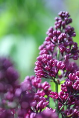 pink and white flowers lilac, spring vibes, spring flowers, lilac flow