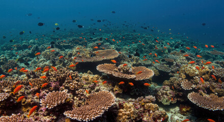 Obraz premium Vibrant coral reef ecosystem teeming with colorful fish swimming in clear blue ocean water 