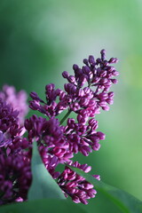 pink and white flowers lilac, spring vibes, spring flowers, lilac flow