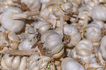 Garlic harvest reveals bountiful bulbs drying under warm sunlight in a rustic farm setting
