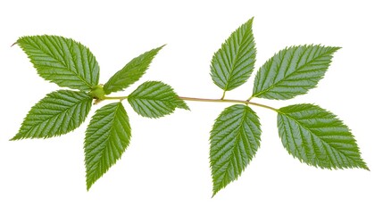 Lush Green Leaves from a Branch Displaying Vibrant Texture Against a White Background
