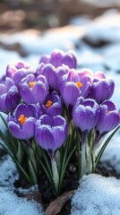 Enchanting Purple Crocus Flowers Emerging Through Melting Snow in Early Spring Sunlight a Symbol of Renewal and Hope