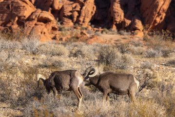 Desert Bighorn Sheep Rams in the Nevada Desert in Winter
