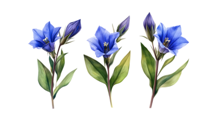 Gentian Set in Three Different Poses on Transparent Background for Botanical Illustrations, Herbal Medicine, or Nature-Inspired Art