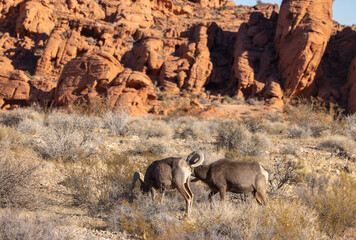 Desert Bighorn Sheep Rams in the Nevada Desert in Winter