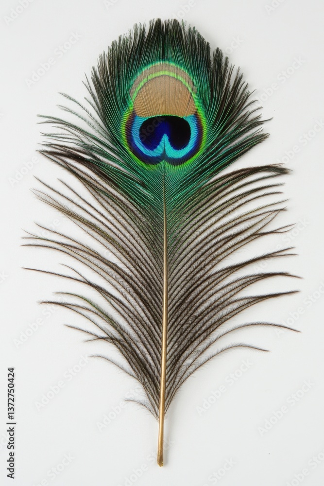 Poster elegant peacock feather displaying iridescent colors on a white backdrop in a studio setting showcas