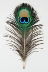 Obraz premium Elegant peacock feather displaying iridescent colors on a white backdrop in a studio setting showcasing natural beauty and delicate texture