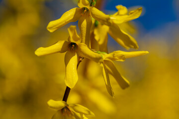 Obraz premium Forsythia, Ploaia de aur, Forsiția