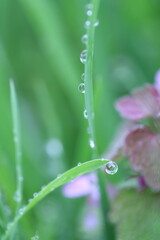 dew on grass, spring grass, water drops, rain weather
