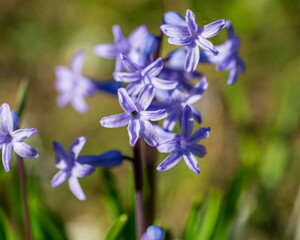 zambilă (Hyacinthus orientalis)