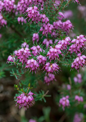 Erica carnea