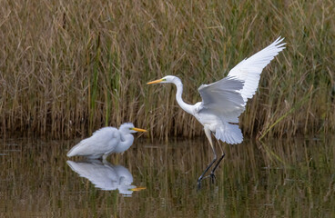 Great Egret