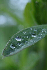 dew on grass, spring grass, water drops, rain weather