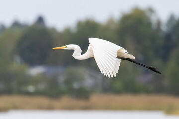 Great Egret